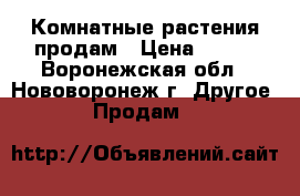 Комнатные растения продам › Цена ­ 100 - Воронежская обл., Нововоронеж г. Другое » Продам   